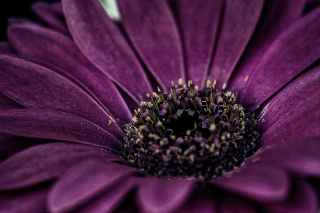 Lidl Flower